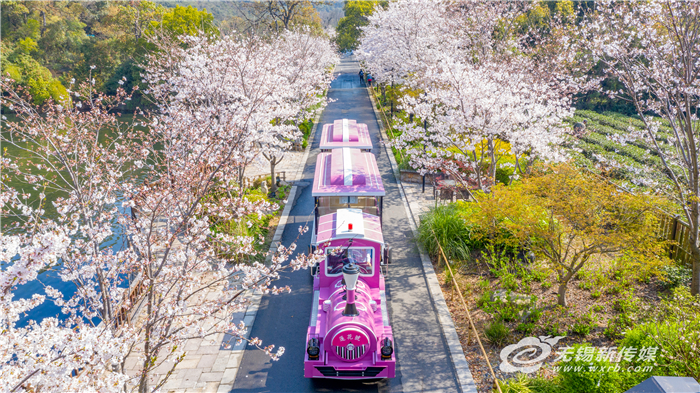 “花經濟”借“花”綻放，無錫深挖“賞花+”讓“花海經濟”四季如春